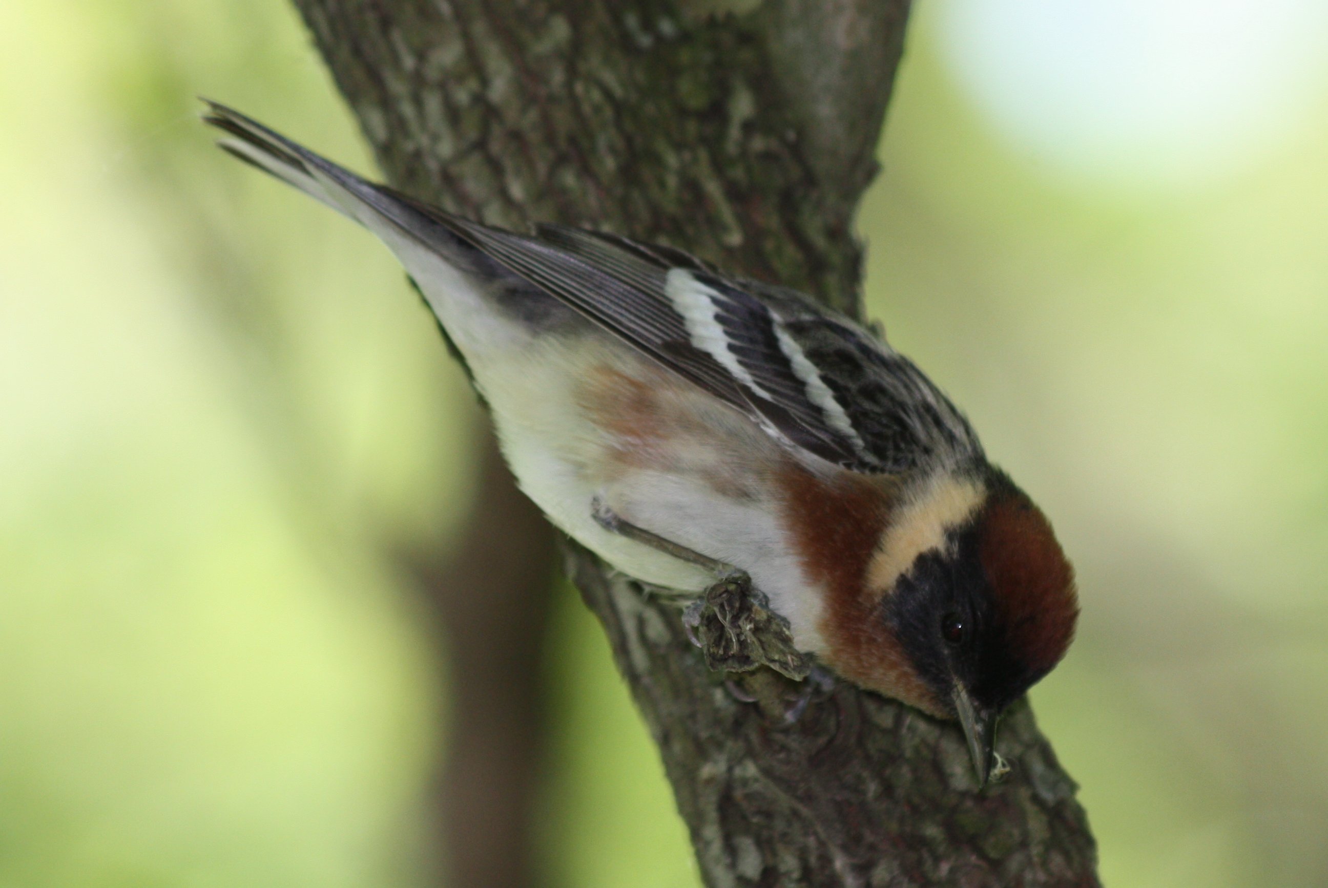 Bay-breasted Warbler 9