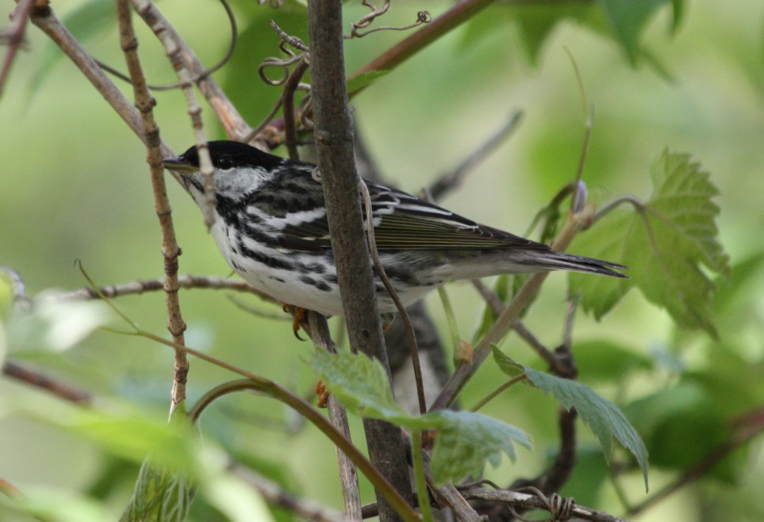 Blackpoll Warbler 2