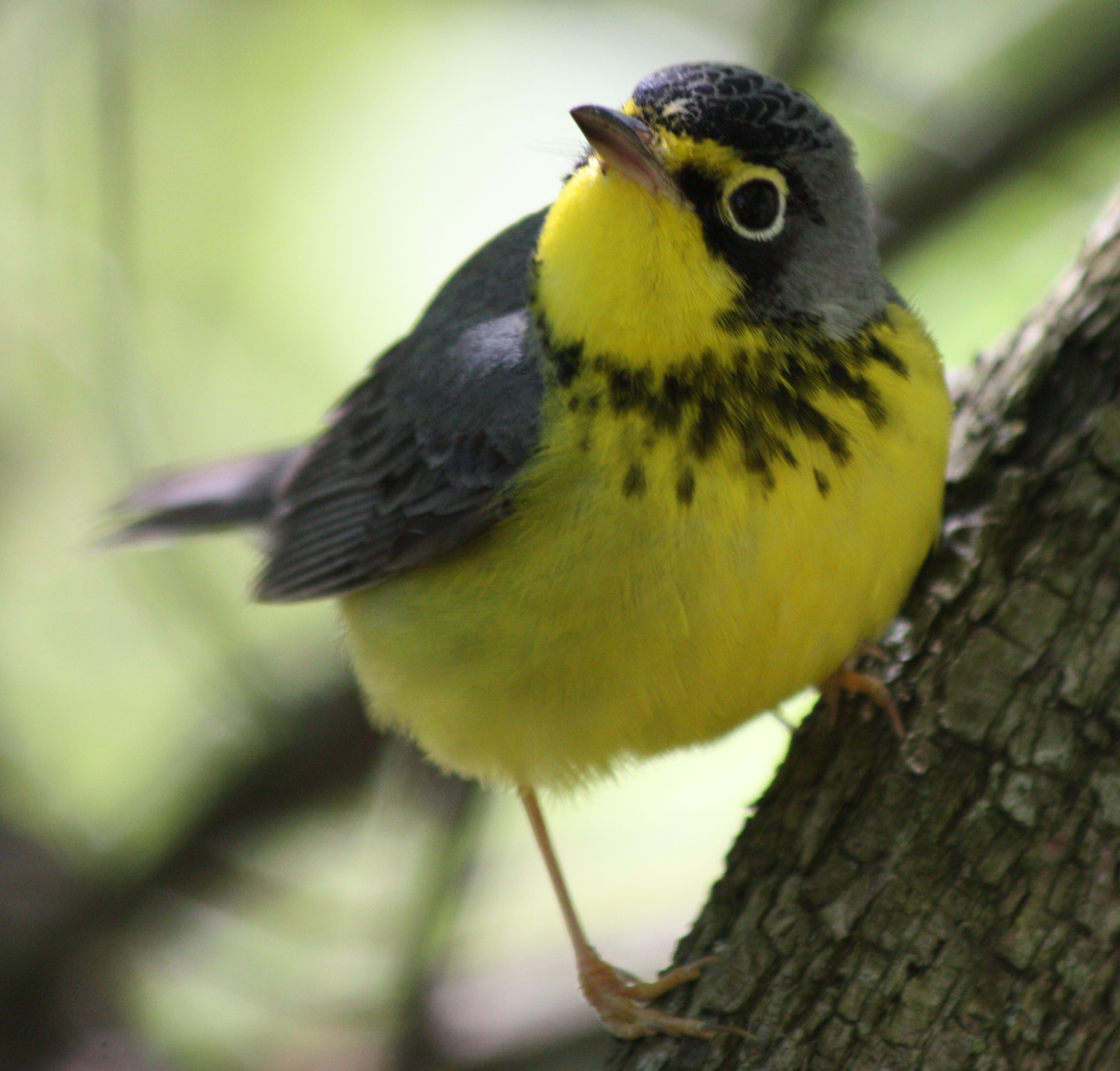 Canada Warbler 3