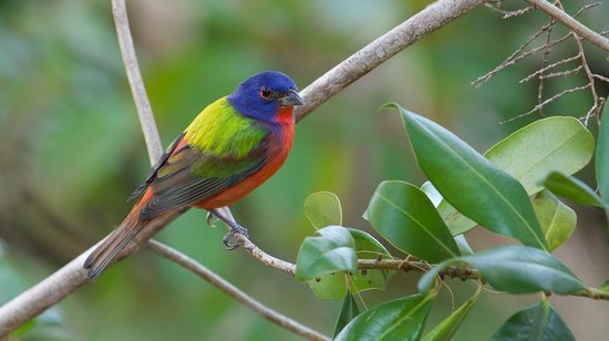 male-painted-bunting