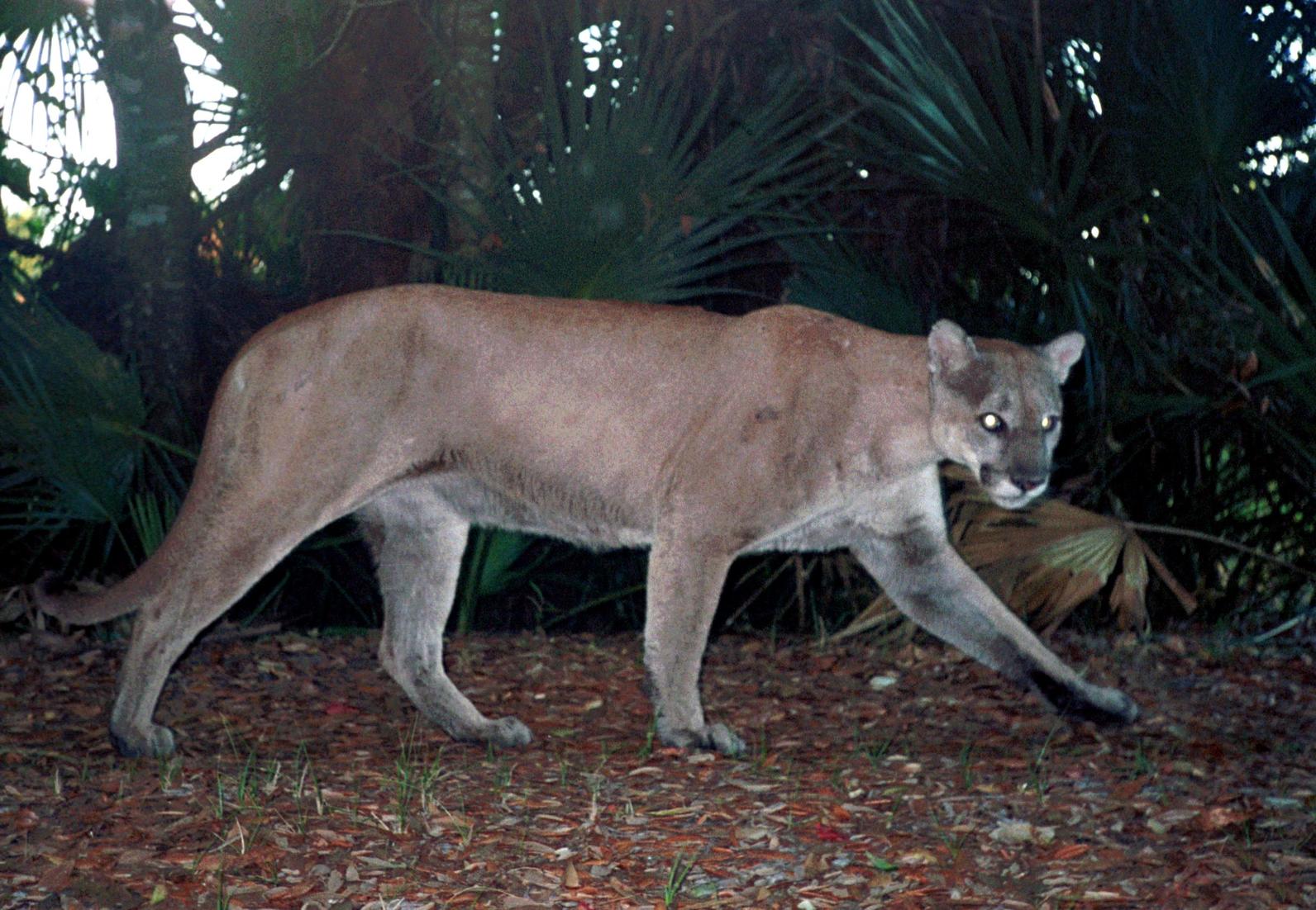 panther_remote_camera