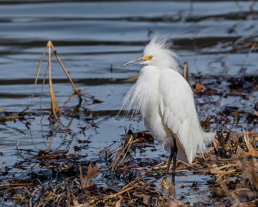 snowy-egret-in-breeding-plumage-morris-finkelstein